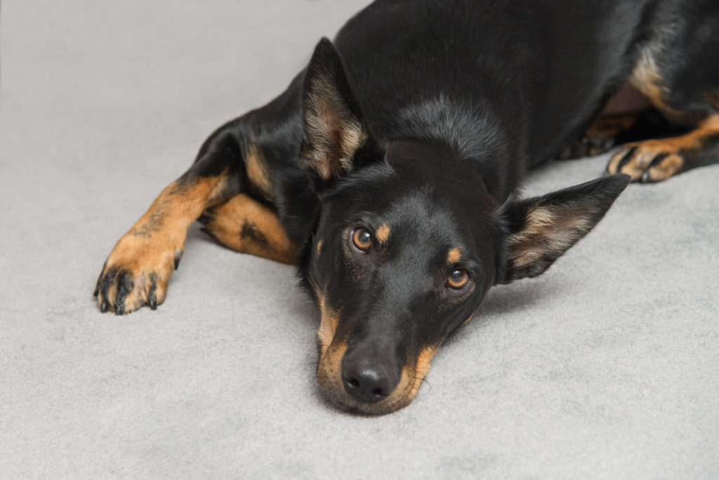 Beautiful dog lying on floor at West London pet photography session in Fulham